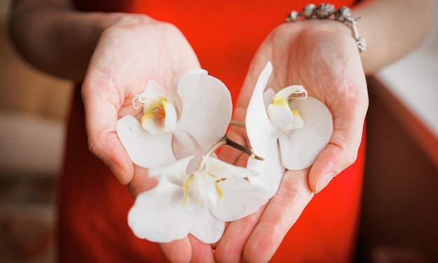 Grote witte orchideebloemen in vrouwelijke handpalmen