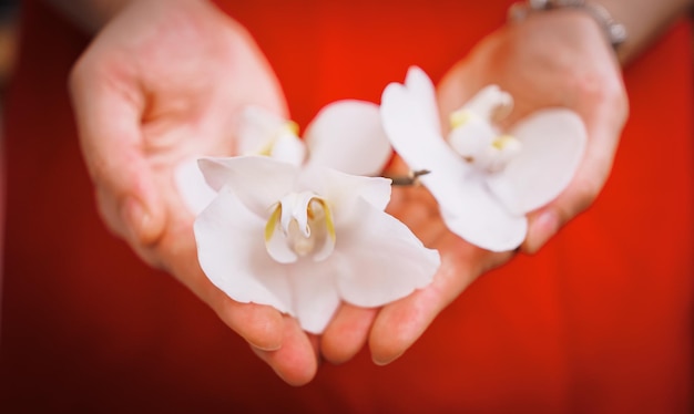 Grote witte orchideebloemen in vrouwelijke handpalmen