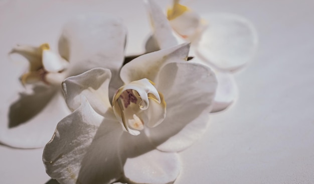 Grote witte orchideebloemen op een bruine achtergrond