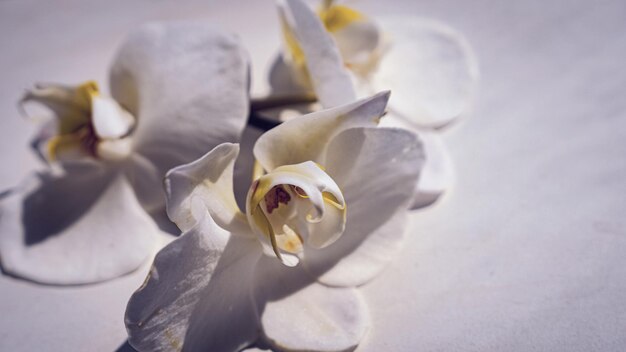 Grote witte orchideebloemen op een bruine achtergrond