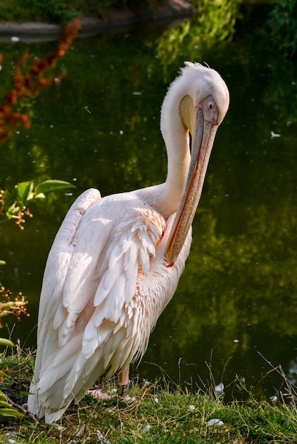 Grote witte pelikaan Pelecanus onocrotalus gladstrijkend bij het meer