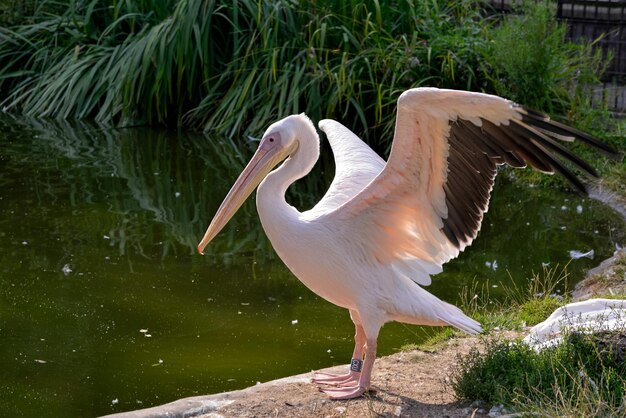 Grote witte pelikaan Pelecanus onocrotalus spreidt zijn vleugels bij een meer