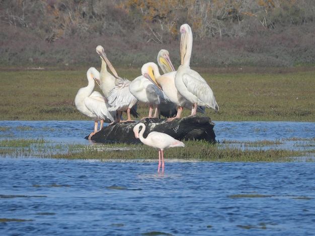 Grote witte pelikaan