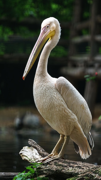 Grote witte pelikaan
