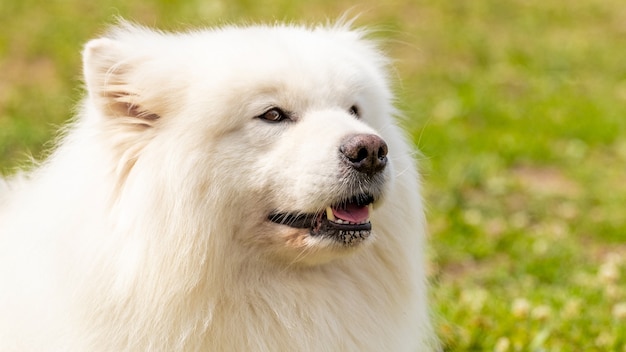 Grote witte pluizige hondenras Samojeed close-up, portret van een hond