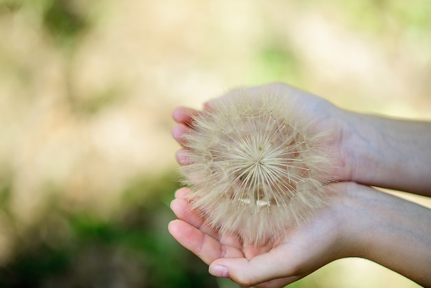 Grote witte pluizige paardebloem in de handen van een kind op een zomer groene achtergrond