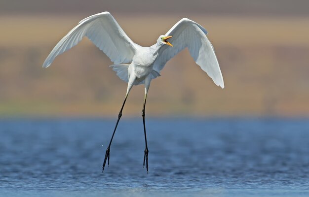 Grote witte reiger in verbazingwekkend zacht ochtendlicht.