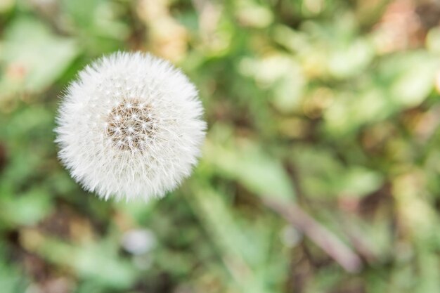 Grote witte rijpe paardebloem op een achtergrond van wazig groen gras