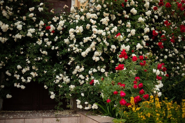 Grote witte rozenstruiken bij een huis in het centrum van de stad