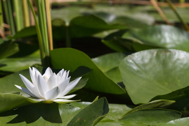 Grote witte waterlelie. Wit wonder.