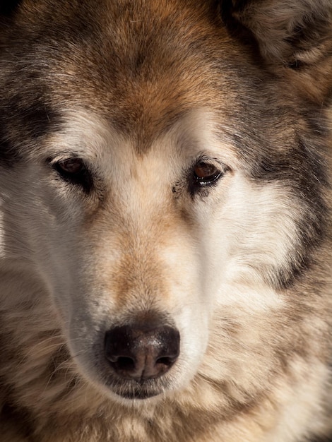 Grote wolf in gevangenschap.