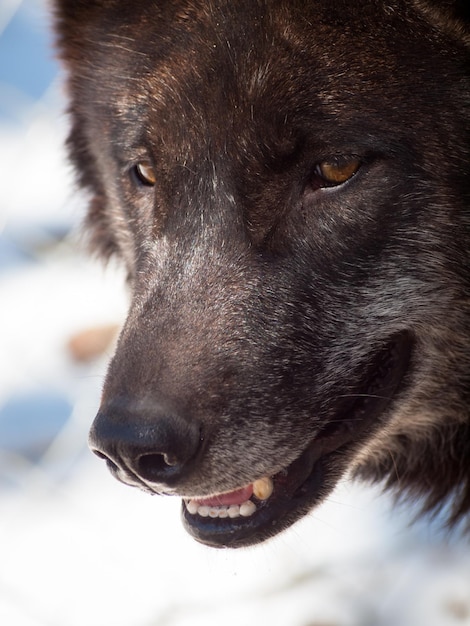 Grote wolf in gevangenschap.