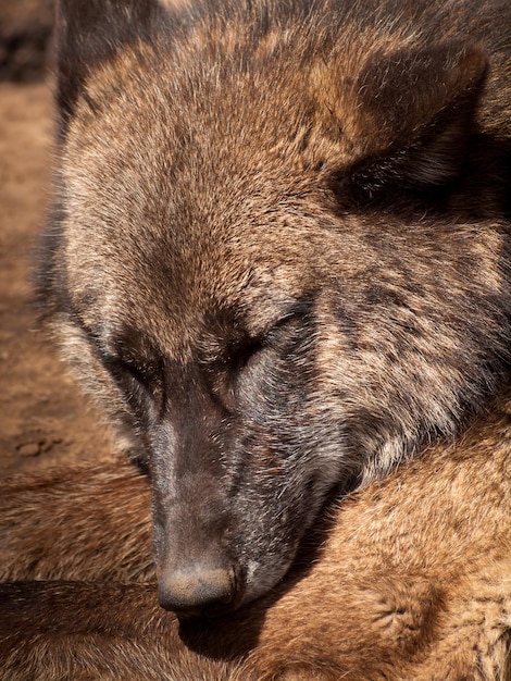 Grote wolf in gevangenschap.