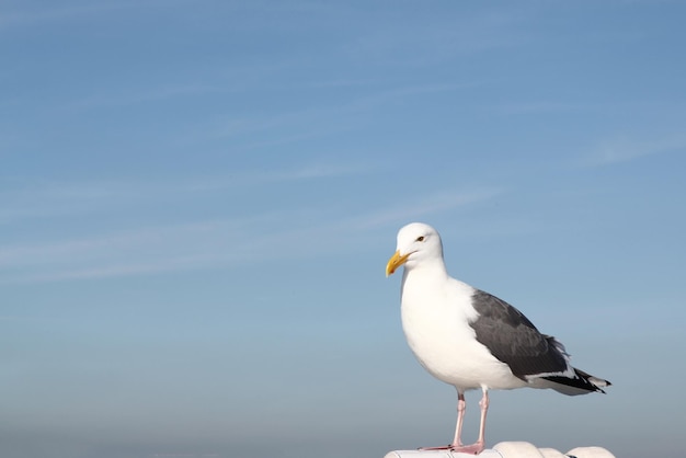 Grote zeemeeuw op de boot in californiëusa