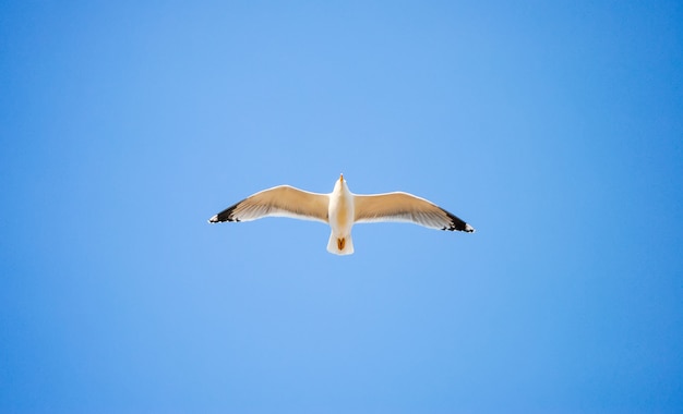 Grote zeemeeuw zweeft hoog in de lucht