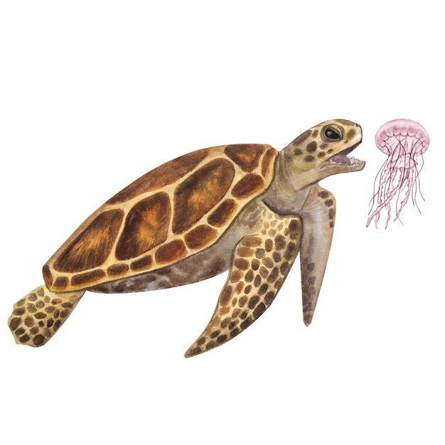 Grote zeeschildpad jaagt eet kwallen Bedreigde Handgetekende aquarel illustratie geïsoleerd