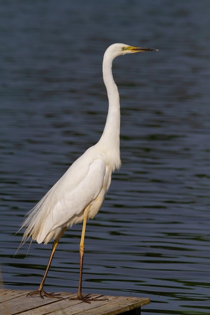 Grote zilverreiger Ardea alba Een vogel staat op de rand van een brug aan de rivieroever