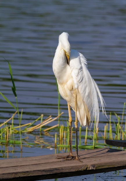 Grote zilverreiger Ardea alba Een vogel staat op een houten brug bij de rivier zijn veren te borstelen