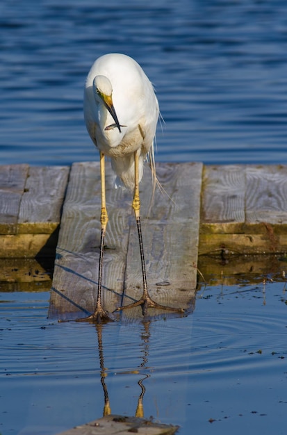 Grote zilverreiger Ardea alba Een vogel staat op een houten brug met een vis in zijn snavel