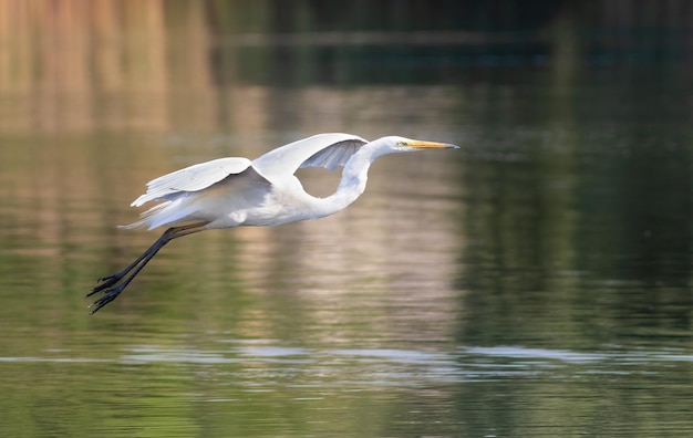 Grote zilverreiger Ardea alba Een vogel vliegt over de rivier