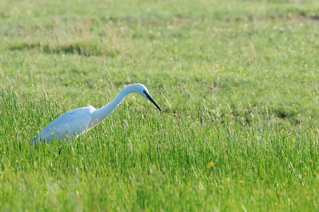 Grote zilverreiger (Ardea alba) Gewone zilverreiger