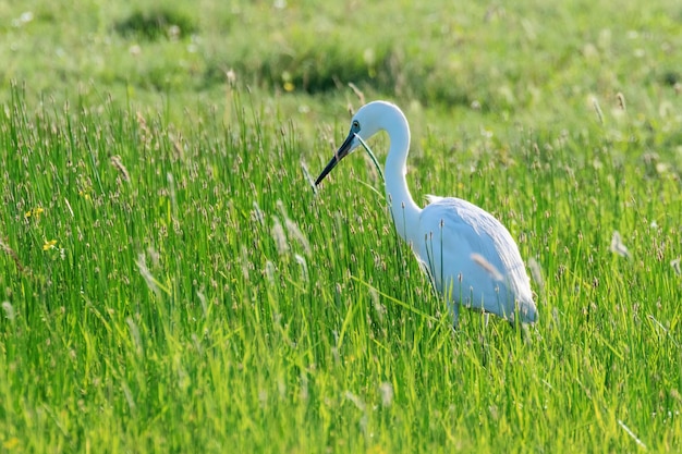 Grote zilverreiger (Ardea alba) Gewone zilverreiger