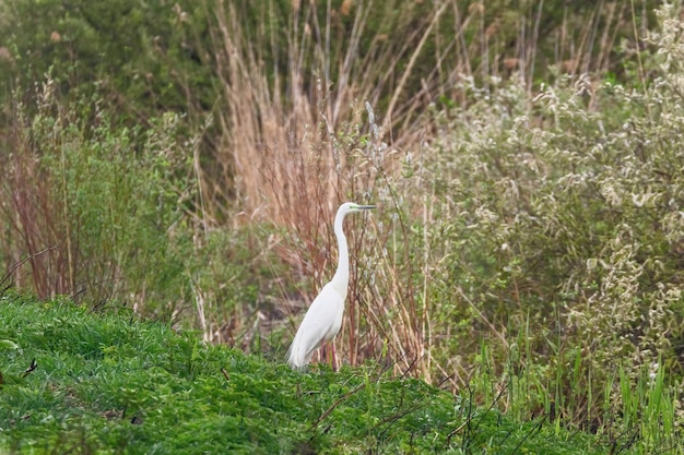 Grote Zilverreiger (Ardea alba) Grote Zilverreiger, Gewone Zilverreiger