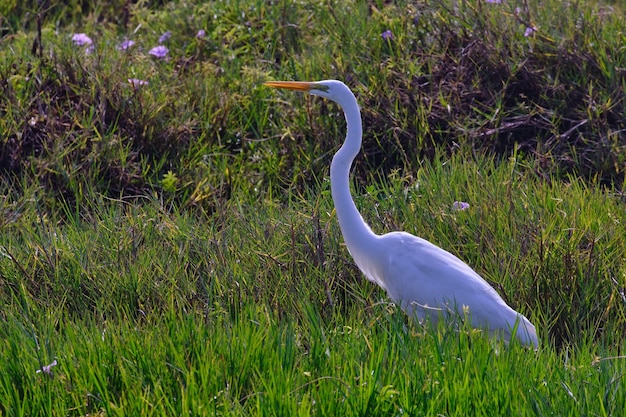 Grote zilverreiger Ardea alba