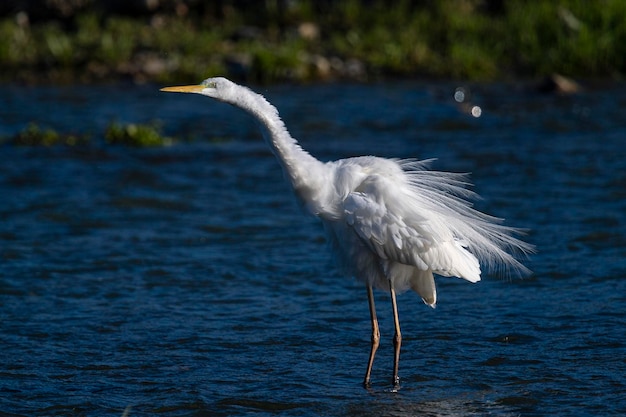 Grote zilverreiger gewone zilverreiger grote zilverreiger grote witte zilverreiger of grote witte reiger Ardea alba Malaga