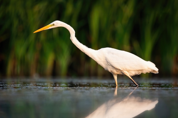 Grote zilverreiger jacht in de rivier in de zomer bij zonsondergang