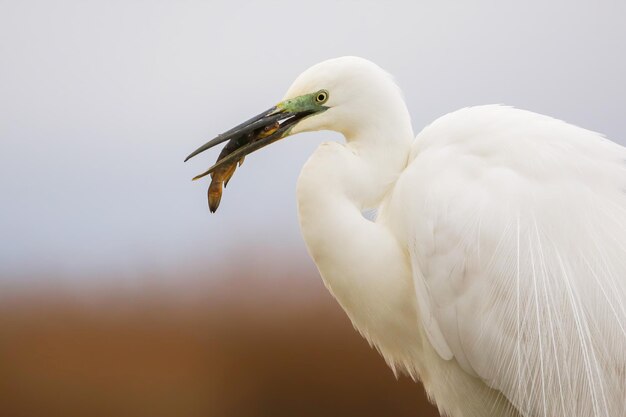 Grote zilverreiger jagen op vissen in wetland in het voorjaar in close-up