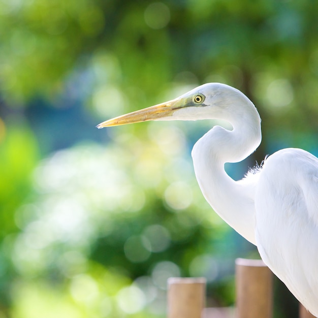 Grote zilverreiger vogel