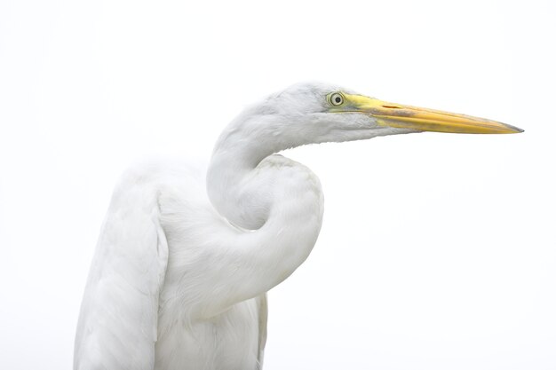 Grote zilverreiger