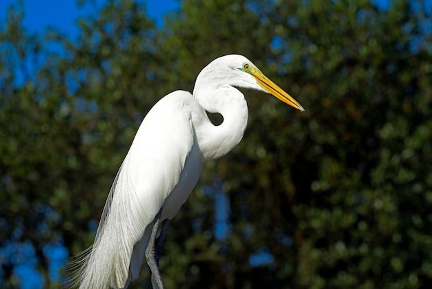 Grote zilverreigerclose-up in zijn natuurlijke habitat