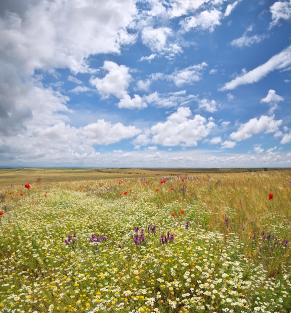 Grote zomerse bloemenweide