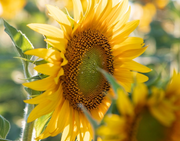 Grote zonnebloem close-up, zonnebloem veld. Zomer agrarische achtergrond