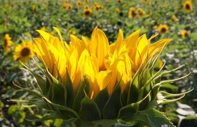 Grote zonnebloem op het veld