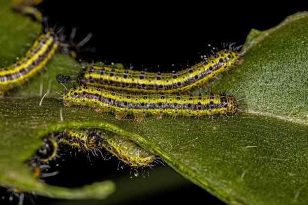 Grote zuidelijke witte vlinderrups