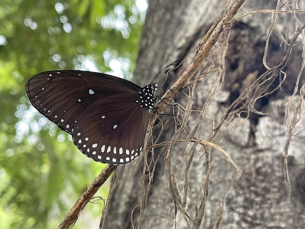 Grote zwarte gevleugelde vlinder leeft van kleine insecten als voedsel voor gebruik in biologische ecosystemen