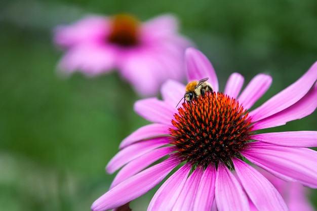 Grote zwarte hommel die nectar drinkt