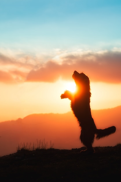 Grote zwarte hond groeide op twee poten in silhouet in een kleurrijke zonsondergang