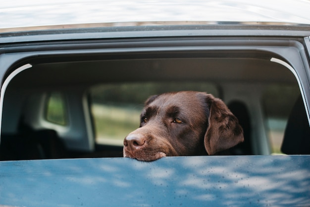 Foto grote zwarte hond in de auto