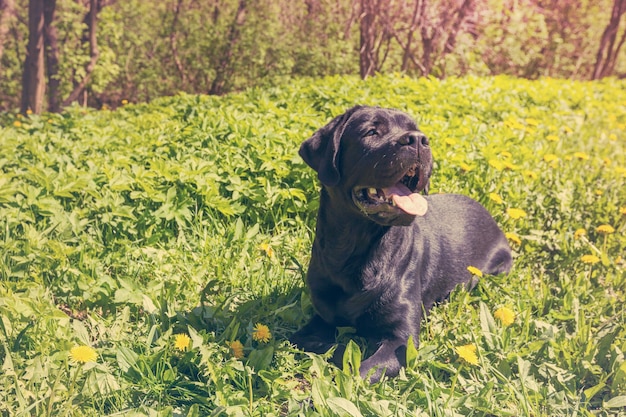 Grote zwarte hond labrador retriever volwassen raszuivere lab op het gras in de lente of zomer groen park