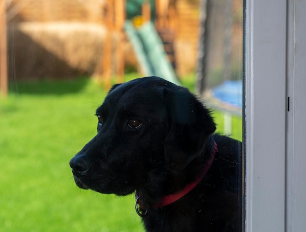 Grote zwarte hond met een rode halsband