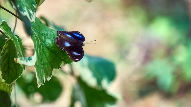 Grote zwarte vlinder op een blad