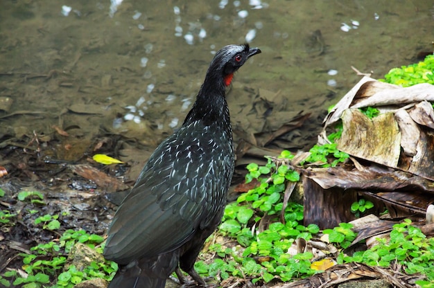 Grote zwarte vogel populaire naam Jacu