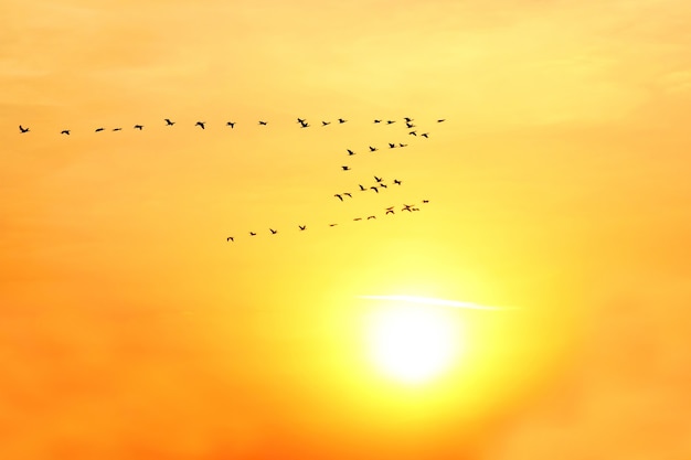 Grote zwerm vogels vliegen op de achtergrond van de zonnedageraad. geweldige natuur en landschappen