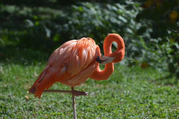 Grotere flamingo balancerend op één been tijdens het gladstrijken.