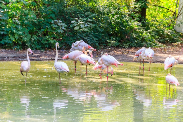 Grotere flamingo Phoenicopterus roseus is de meest voorkomende soort van de flamingo-familie