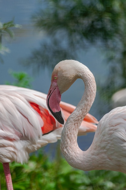 grotere flamingo (Phoenicopterus roseus)